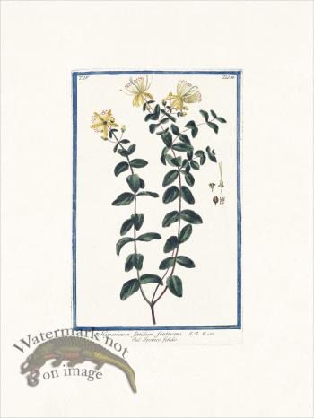 Bonelli 388 St. John's-wort